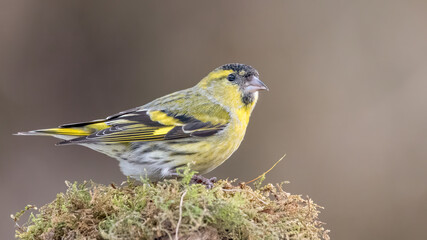 Erlenzeisig, gelb, ast, natur, wild lebende tiere, baum, wild, tier, singvogel