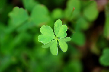 Fototapeta na wymiar Macro shot of a tiny four-leaf clover in blurry shamrock field