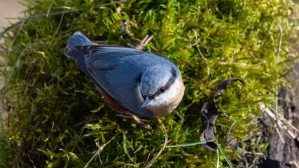 bird, natur, wild lebende tiere, tier, blau, wild, green, black, schnabel