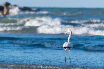 Flamingo walks freely on the shoreline of the Adriatic sea in Pesaro in Italy