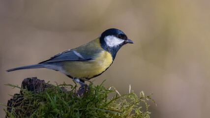 bird, natur, wild lebende tiere, tier, ast, blau, gelb, wild, kohlmeise,