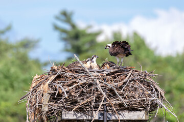 Osprey waiting in the nest with her chicks for lunch to arrive
