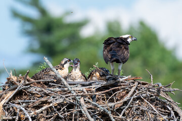 Osprey waiting in the nest with her chicks for lunch to arrive © Karen Hogan