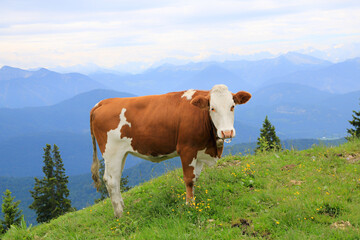 Fototapeta na wymiar brown and white flecked milker cow at Brauneck mountain, bavaria