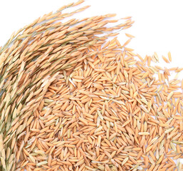 Paddy rice isolated on white background. ears of paddy jasmine rice with copy space