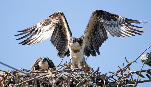 Young osprey hovering above its nest while its sibling watches. Young bird learning to fly with a sunny blue sky background,