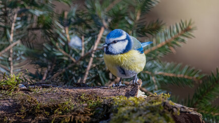 bird, natur, wild lebende tiere, tier, blau, ast, wild, blaumeise, sitzen, schnabel