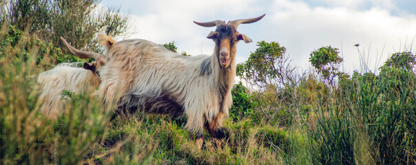 Wild Animals on Stromboli Island