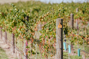 Fototapeta premium Grapevine Under Netting