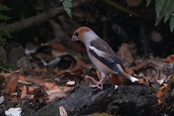 hawfinch in the forest