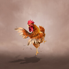 rooster in the sun rooster fighting © masmoro