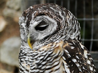 Cárabo americano (Strix varia) pensativo en su recinto de un zoológico