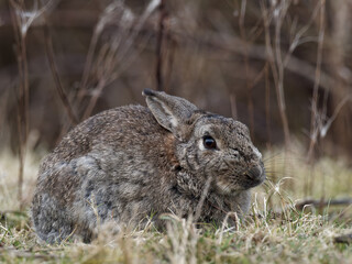 A wild European rabbit (Orytolagus cuniculus) grazing on grass