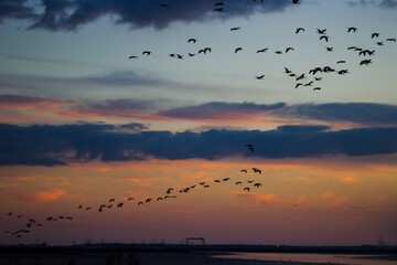 Fototapeta na wymiar Birds Flying Over Sea Against Sky During Sunset