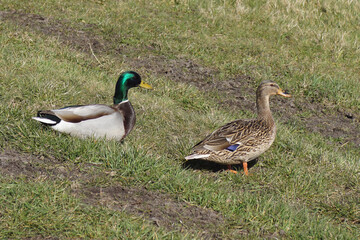 Mallards (Anas platyrhynchos), male and female eat the grass by the roadside in the spring, March. Netherlands.