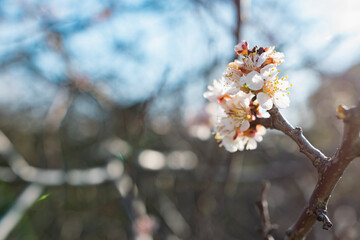 Flowering of the apricot tree in early spring in the orchard in the garden. Thin twigs with swollen buds and buds. Blooms of nature with a fragrant smell of freshness and tenderness.