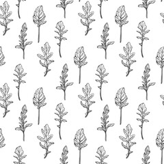 Arugula seamless pattern. Arugula leaves on a white background. Spicy and aromatic Italian seasoning. Hand-drawn vector illustration