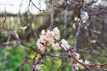Flowering of the apricot tree in early spring in the orchard in the garden. Thin twigs with swollen buds and buds. Blooms of nature with a fragrant smell of freshness and tenderness.
