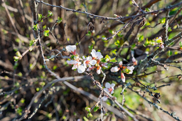 Flowering of the apricot tree in early spring in the orchard in the garden. Thin twigs with swollen buds and buds. Blooms of nature with a fragrant smell of freshness and tenderness.