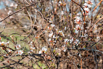 Flowering of the apricot tree in early spring in the orchard in the garden. Thin twigs with swollen buds and buds. Blooms of nature with a fragrant smell of freshness and tenderness.