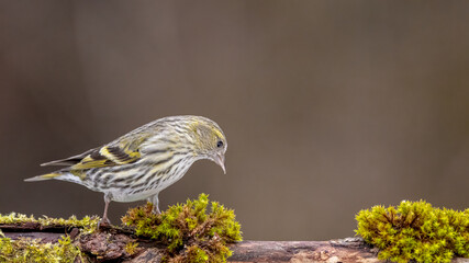 Erlenzeisig, gelb, ast, natur, wild lebende tiere, baum, wild, tier, singvogel