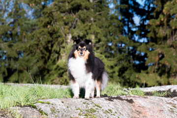 Stunning nice fluffy sable white shetland sheepdog, sheltie on the rock covered with moss on a sunny day.Little collie, small tricolor lassie dog in the beautiful nature in Scandinavian forest