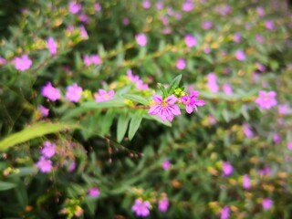 Obraz premium purple babysbreath flower blooming in wild field