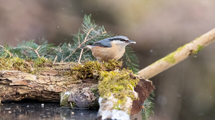 bird, natur, wild lebende tiere, tier, wild, kleiber, ast, baum, bird