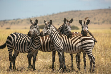 Naklejka na ściany i meble Zebra harem standing together in Serengeti National Park of Tanzania