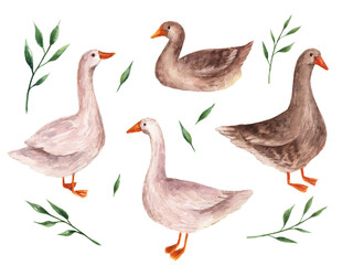 Geese watercolor clipart