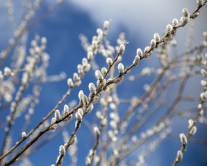 Ast  von einer Weide mit Weidenkätzchen/ Blütenkätzchen.