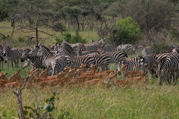 Fototapeta premium Zebra and impala harem standing together in Serengeti National Park of Tanzania