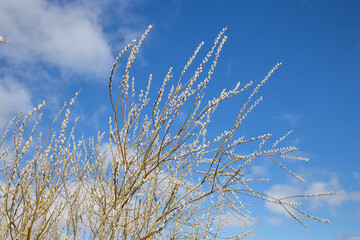 &Auml;ste von einer Weide mit Weidenk&auml;tzchen/ Bl&uuml;tenk&auml;tzchen.