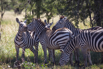 Fototapeta na wymiar Zebra harem standing together in Serengeti National Park of Tanzania