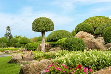 Topiary garden landscaped design with hedge round shape of bush,
