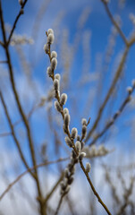 Ast  von einer Weide mit Weidenkätzchen/ Blütenkätzchen.