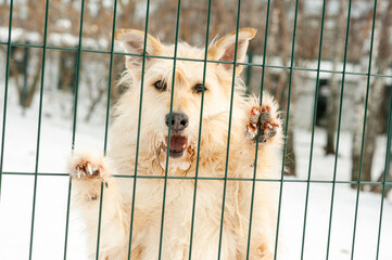 Dog. A mongrel dog. A shelter for homeless animals. A dog shelter. A dog in a cage.