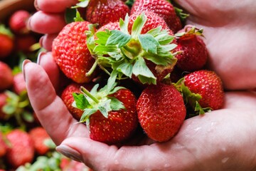 Food fruit summer strawberry organic. dessert leaf