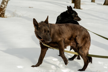 Naklejka premium Dog. Mongrel dog and volunteer. A shelter for homeless animals. Help for homeless animals. A dog shelter. Walking with the dog.