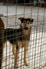 Dog. A mongrel dog. A shelter for homeless animals. A dog shelter. A dog in a cage.