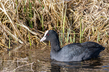 Blässhuhn auf der Feuchtwiese im Frühjahr.