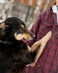 Dog. Mongrel dog and volunteer. A shelter for homeless animals. Help for homeless animals. A dog...