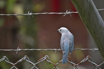 photo of the back of a tanager blue bird perched in a wire