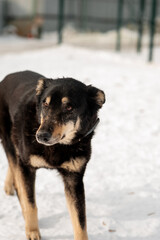 Dogs. A mongrel dog. A shelter for homeless animals. Help for homeless animals. A dog shelter.