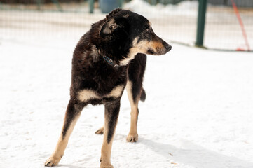 Dogs. A mongrel dog. A shelter for homeless animals. Help for homeless animals. A dog shelter.