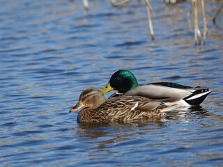 pair of mallard ducks (Anas platyrhynchos)