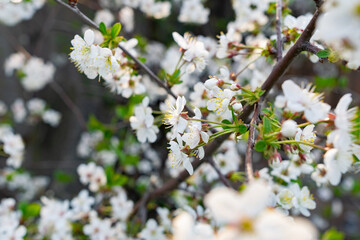 There are many white flowers on the cherry tree. Fluffy delicate petals on thin twigs and green leaves. Spring mood and beautiful nature.
