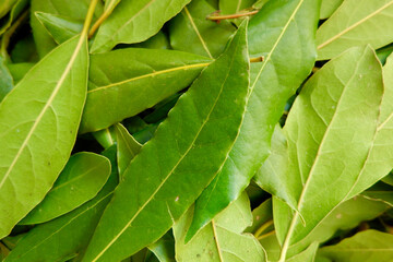 Close up on selection of fresh bay leaf, laurel, Laurus nobilis leaves as a texture. Full frame,...