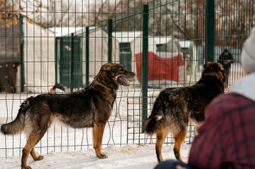 Dog. Mongrel dog and volunteer. A shelter for homeless animals. Help for homeless animals. A dog shelter.