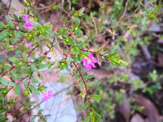 purple babysbreath flower blooming in wild field